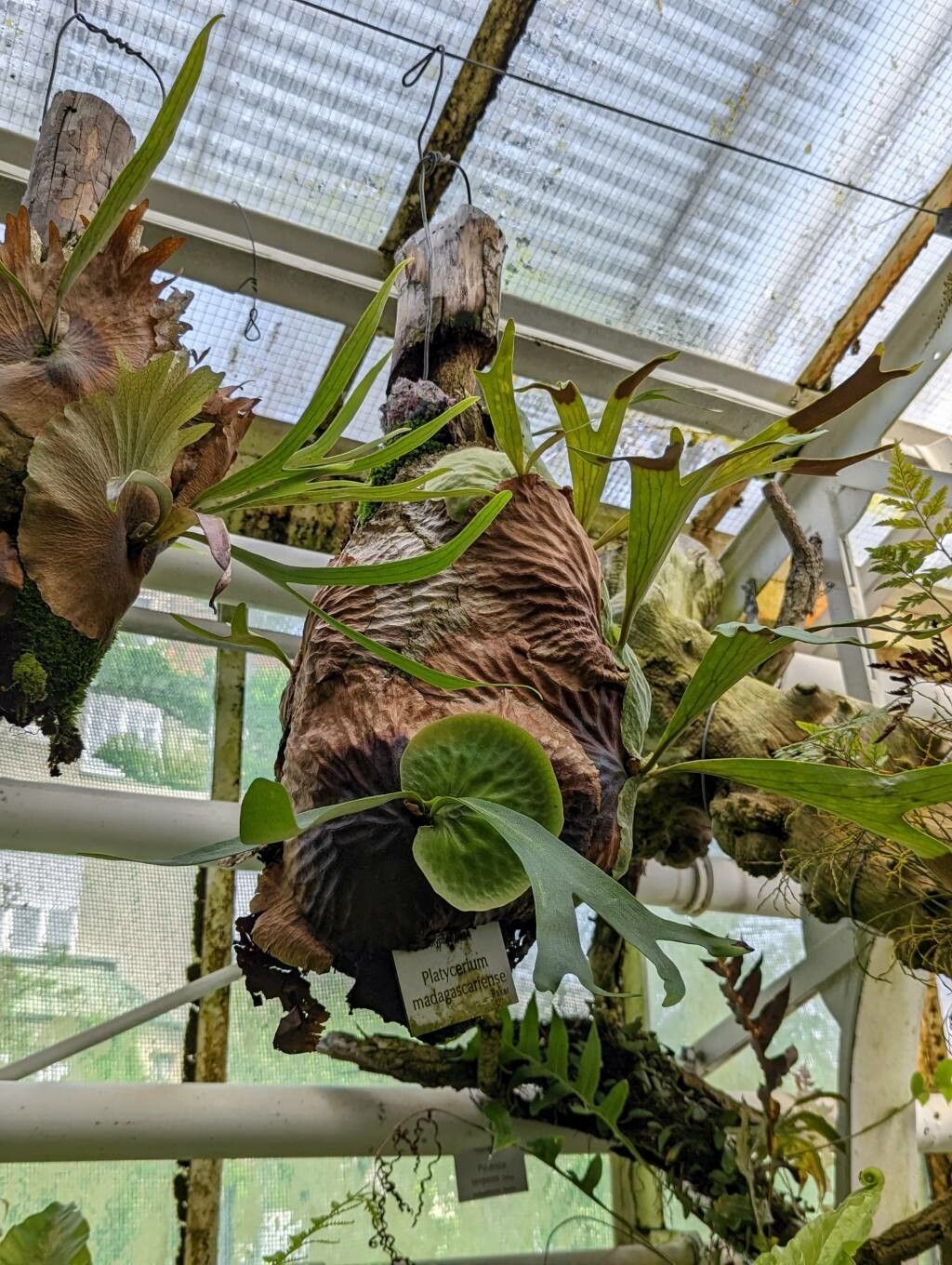 Platycerium madagascariense habit