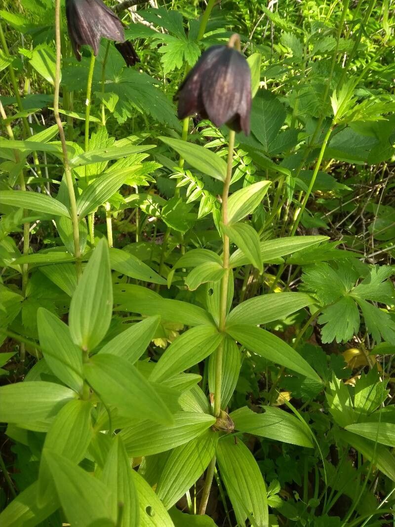 Fritillaria camschatcensis habit