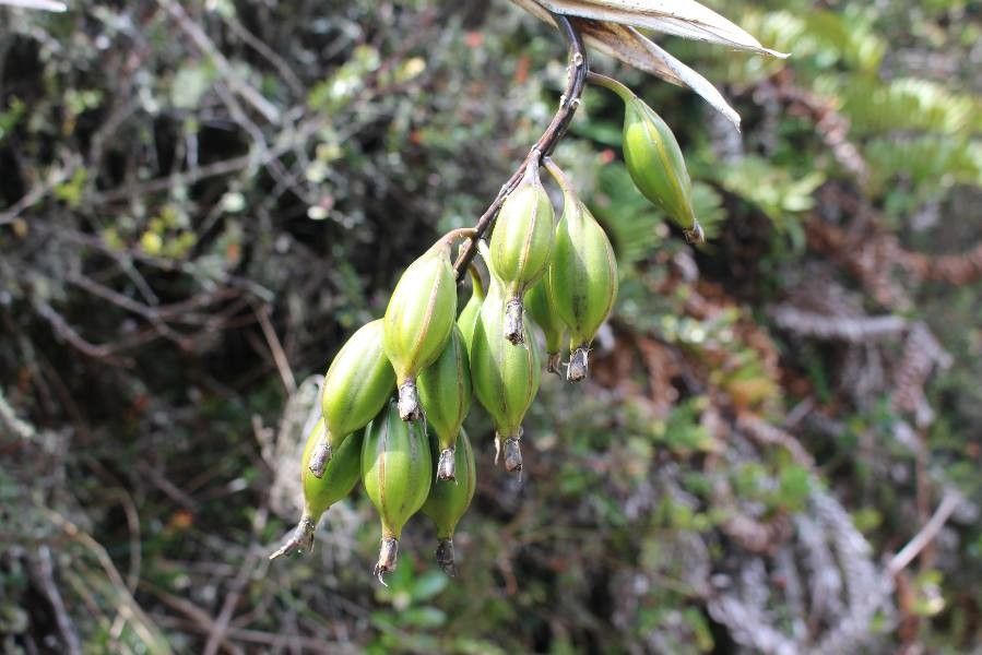Epidendrum ibaguense fruit