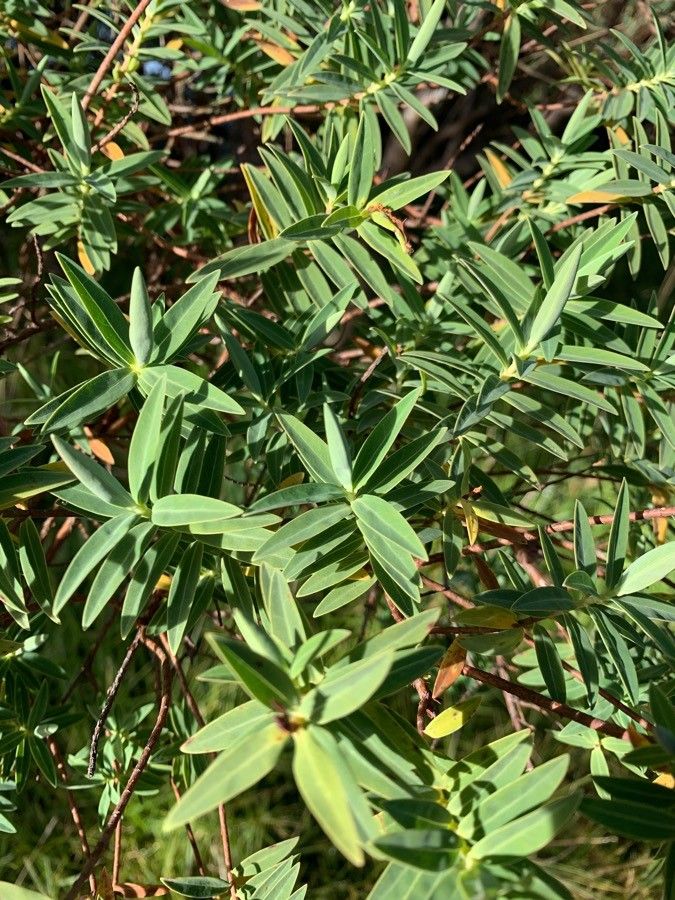 Hypericum lanceolatum — search result for 'Hypericum'