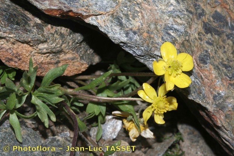 Ranunculus demissus other
