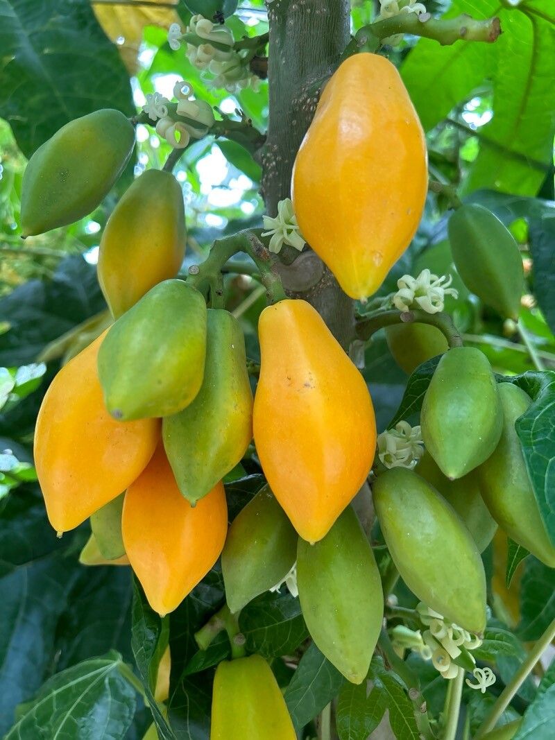 Vasconcellea monoica fruit