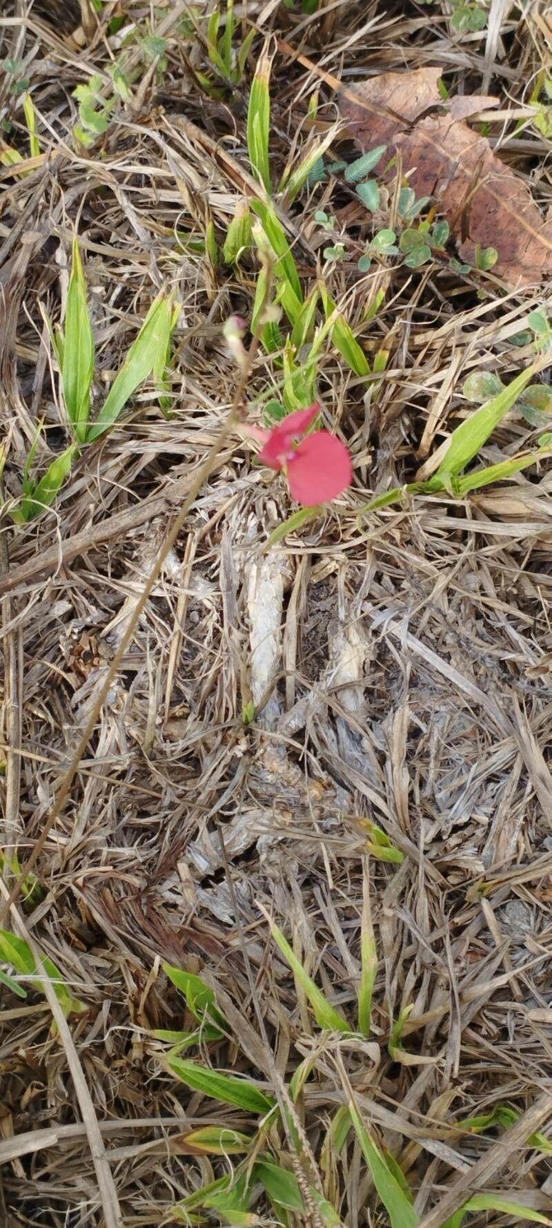 Macroptilium gracile — related species from the same genus