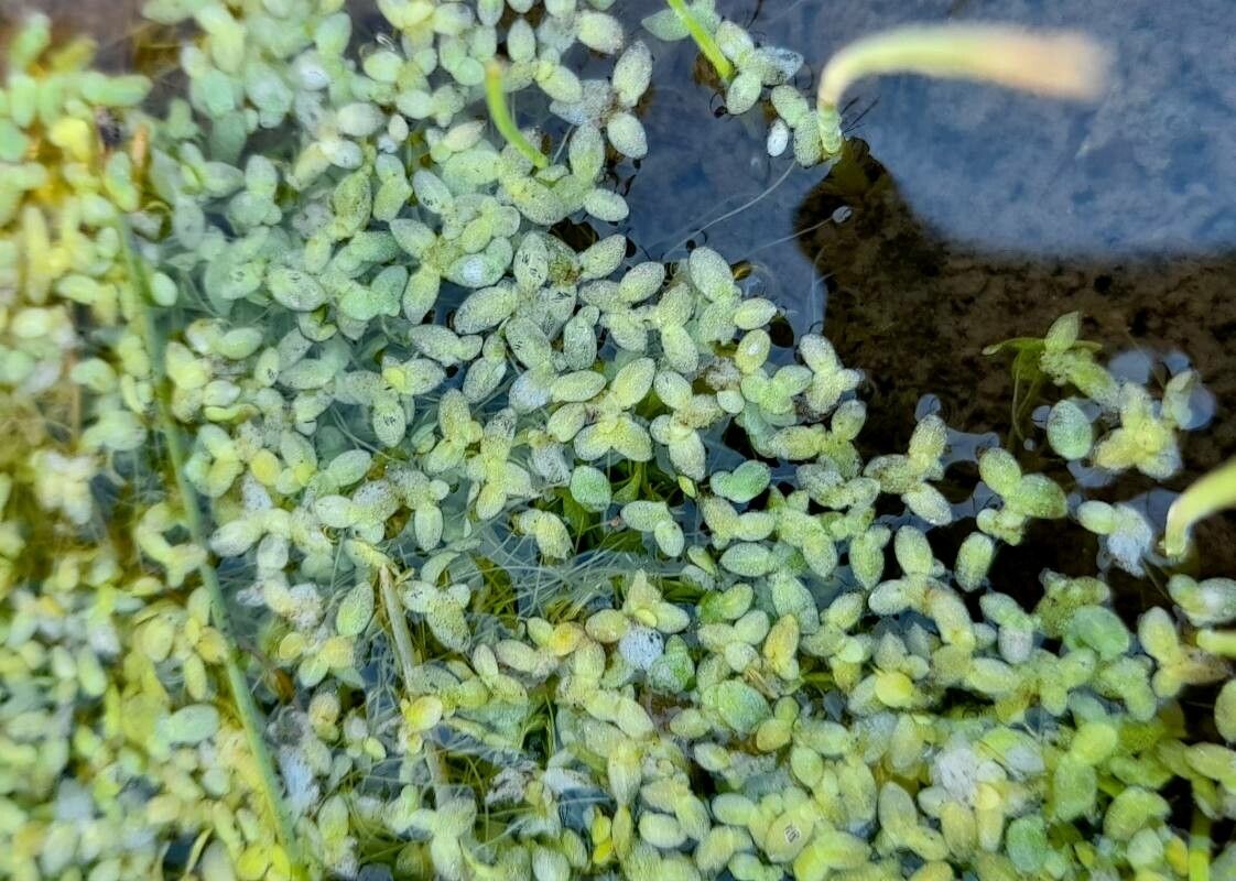 Lemna valdiviana — search result for 'Lemna'