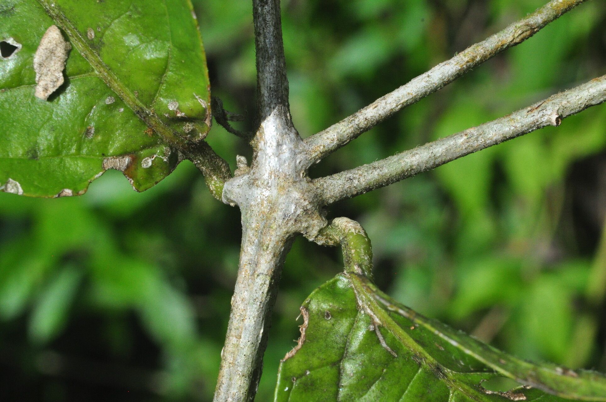 Aegiphila vitelliniflora bark