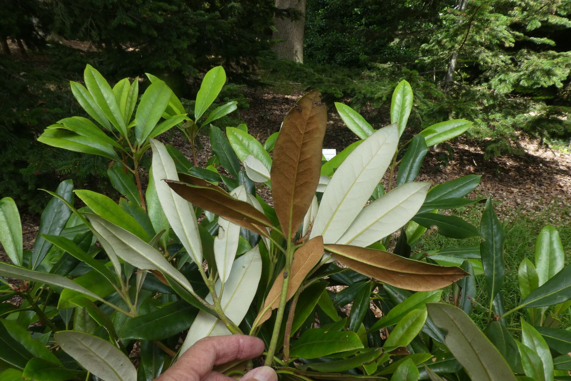 Rhododendron simiarum leaf