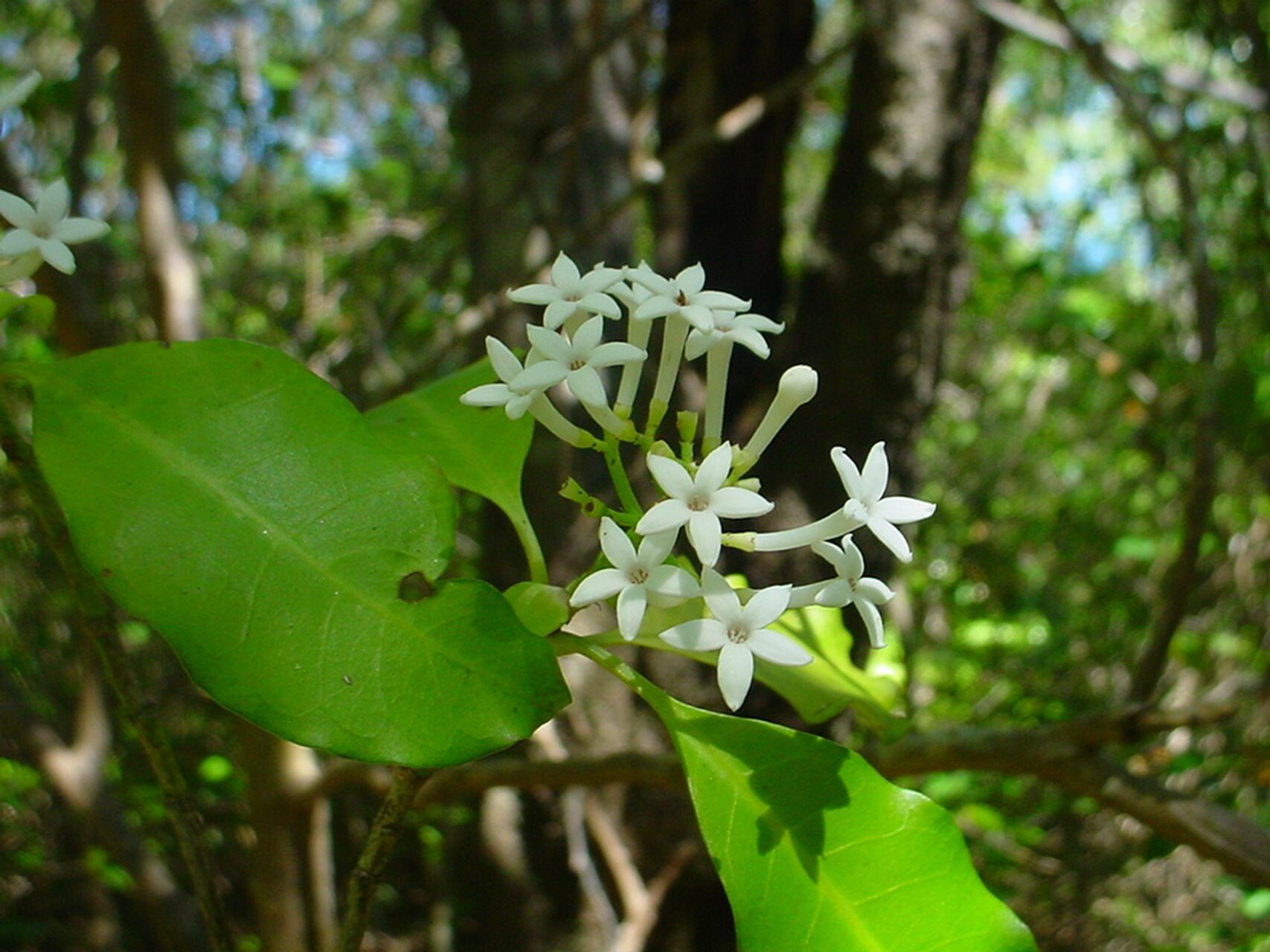 Psychotria coptosperma flower