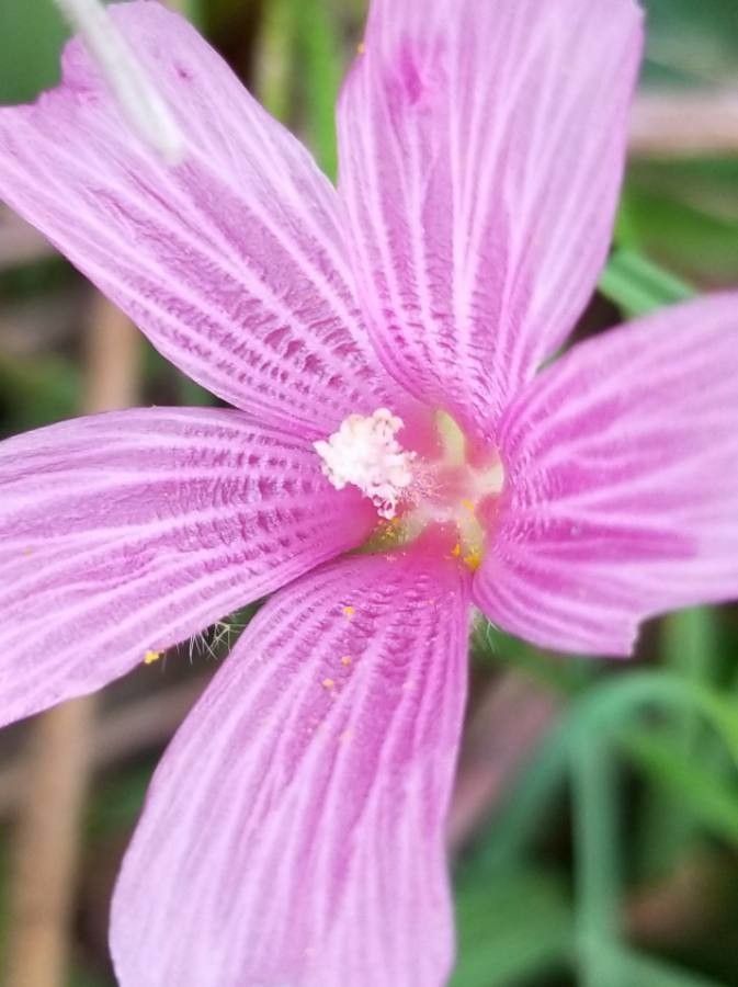 Sidalcea neomexicana — houseplant care guide