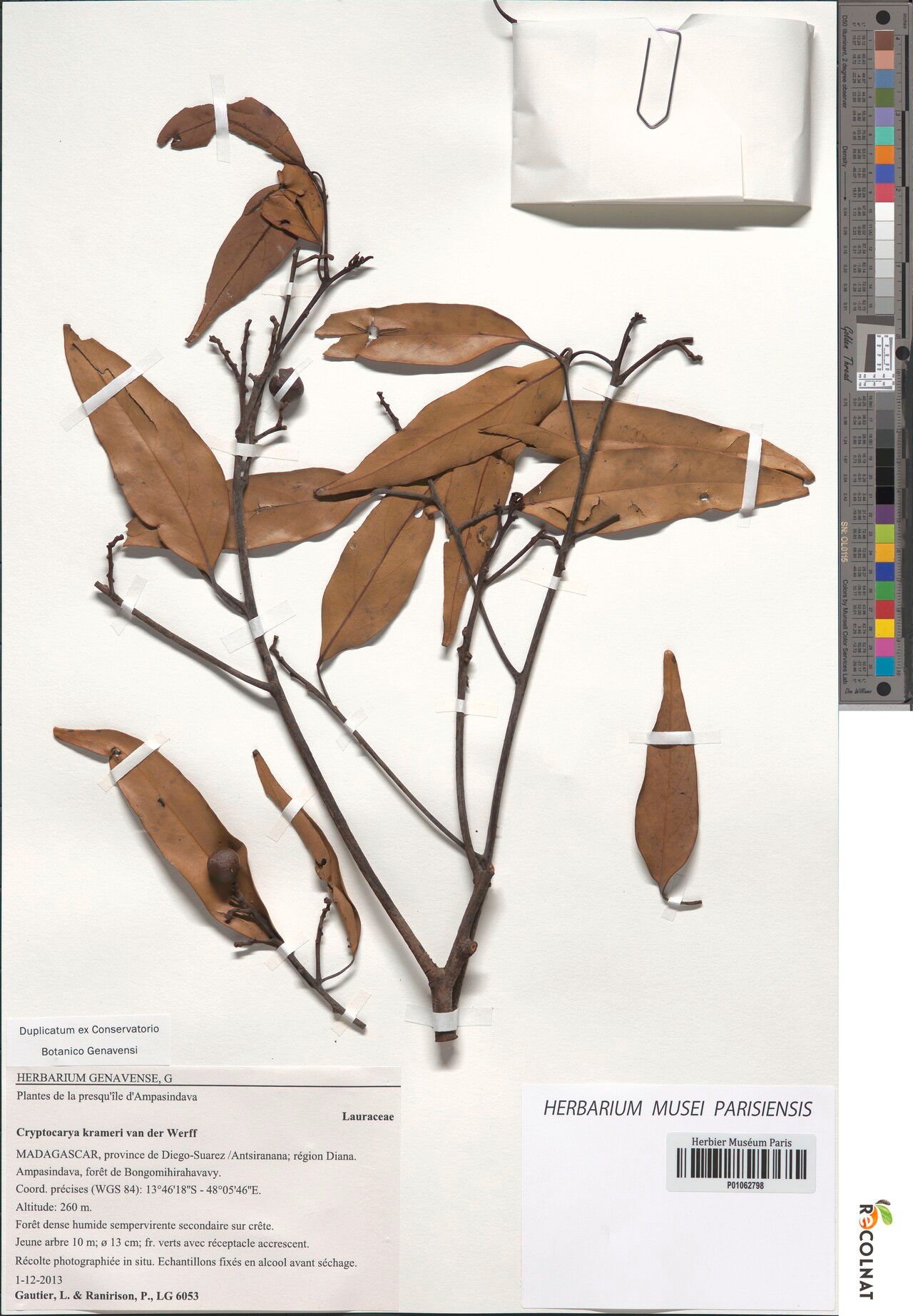 Cryptocarya krameri — houseplant care guide