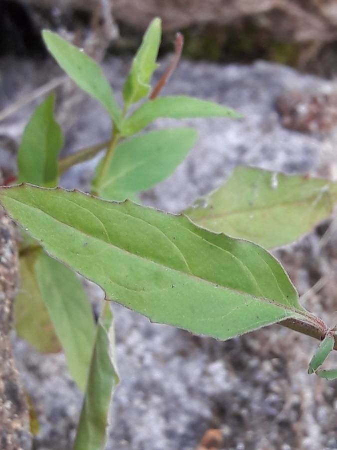 Epilobium lanceolatum — search result for 'Epilobium'