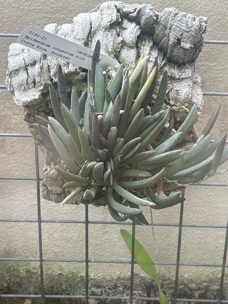 Epidendrum congestum — search result for 'Epidendrum'