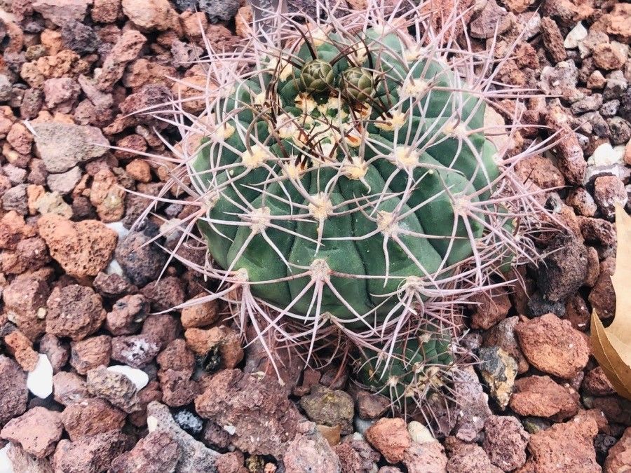 Gymnocalycium hossei — search result for 'Gymnocalycium'