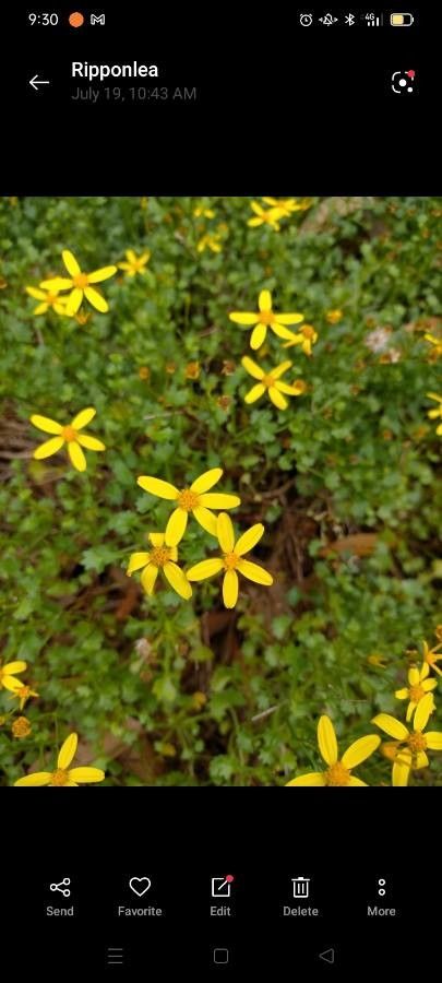Cineraria saxifraga flower