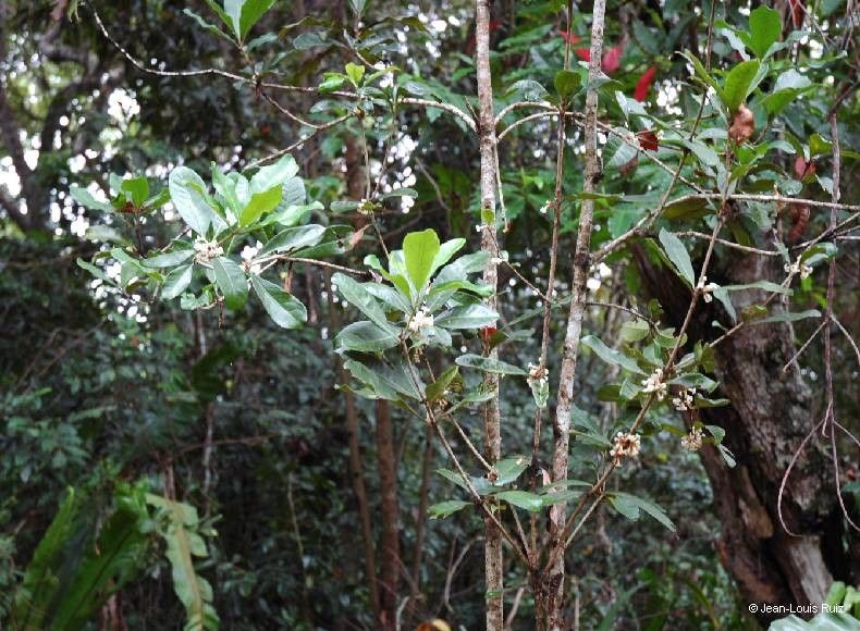 Pittosporum obovatum flower