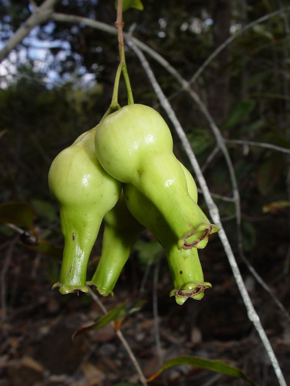 Syzygium laxeracemosum — houseplant care guide