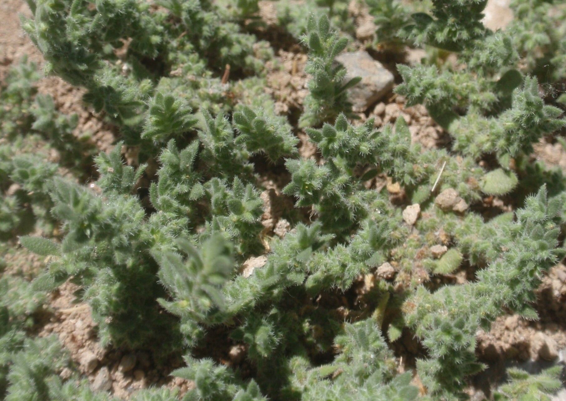 Herniaria cinerea leaf