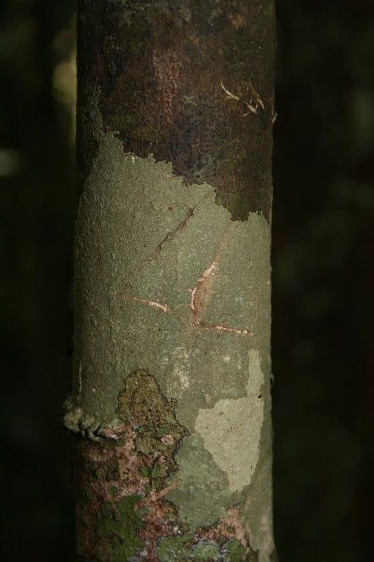 Talisia guianensis bark