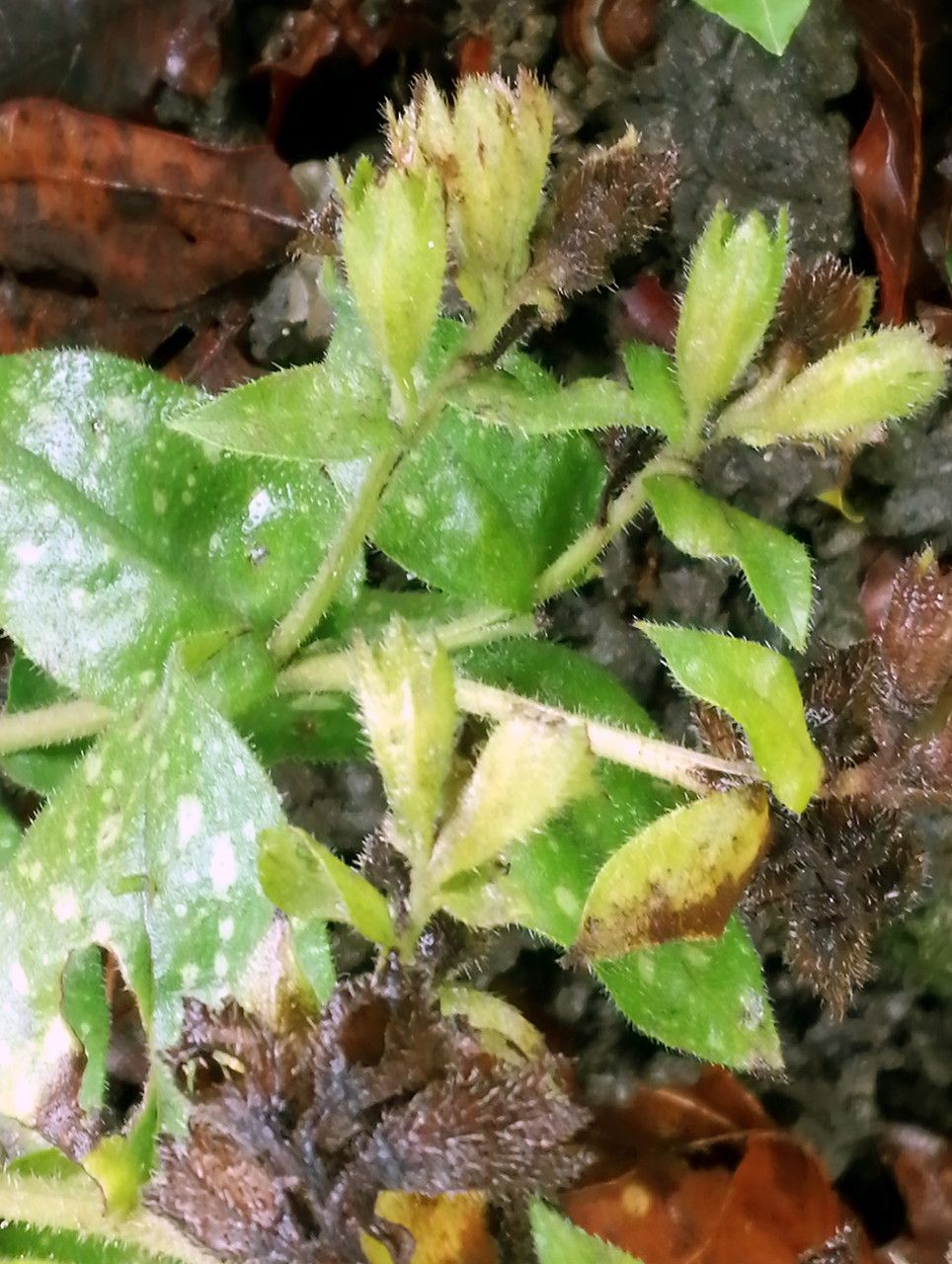 Pulmonaria officinalis fruit