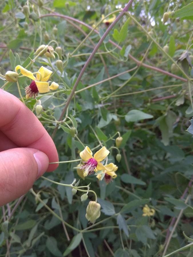 Clematis glauca flower