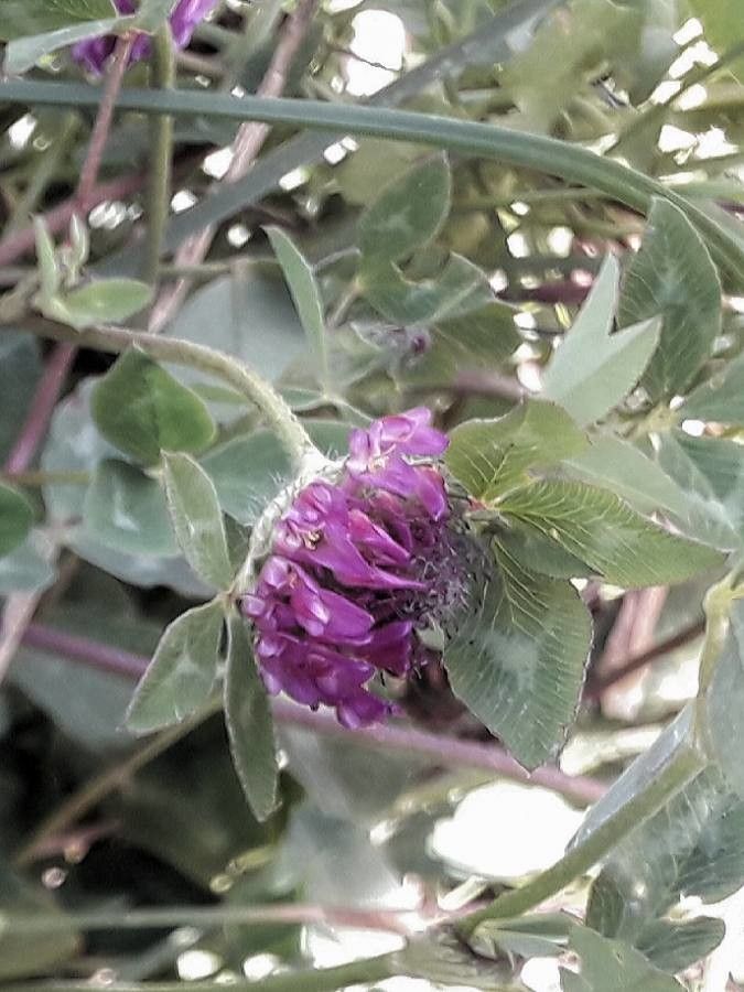 Trifolium medium flower