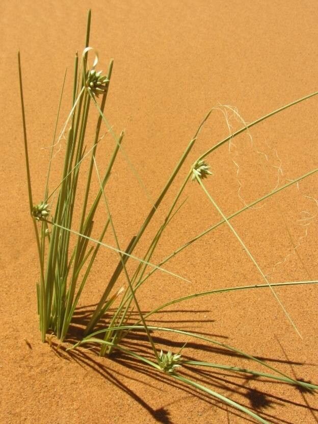 Cyperus conglomeratus flower
