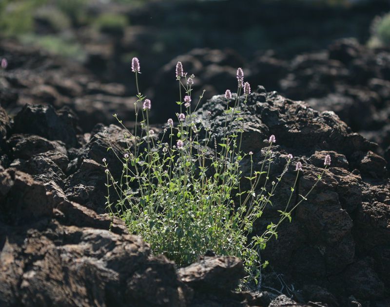 Agastache parvifolia habit