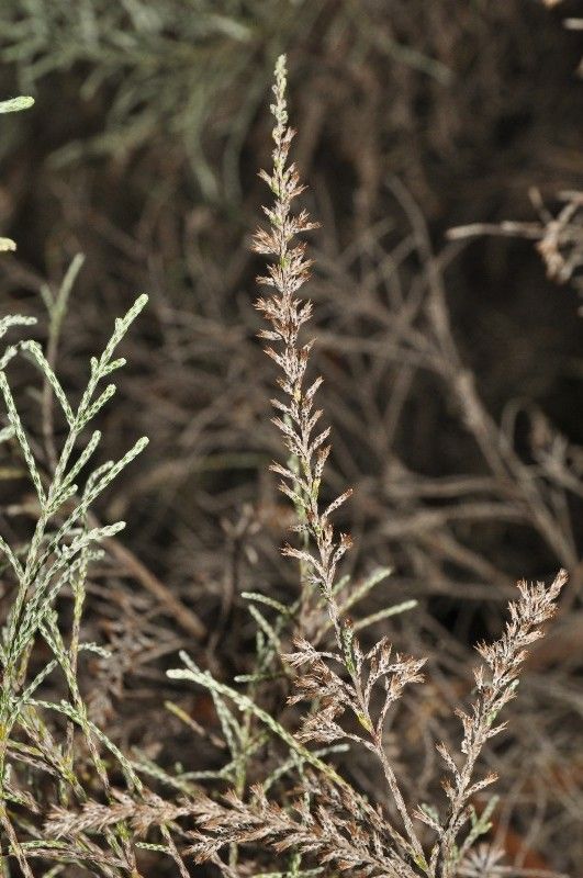 Seriphium passerinoides fruit