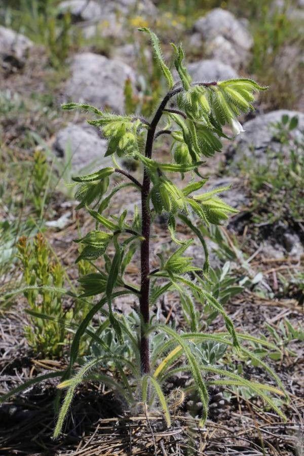Onosma rhodopaea habit