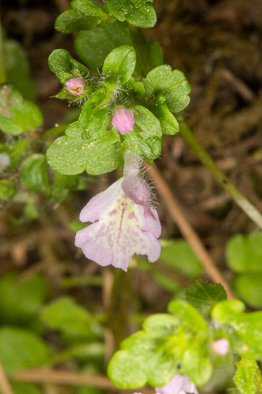 Stachys corsica flower