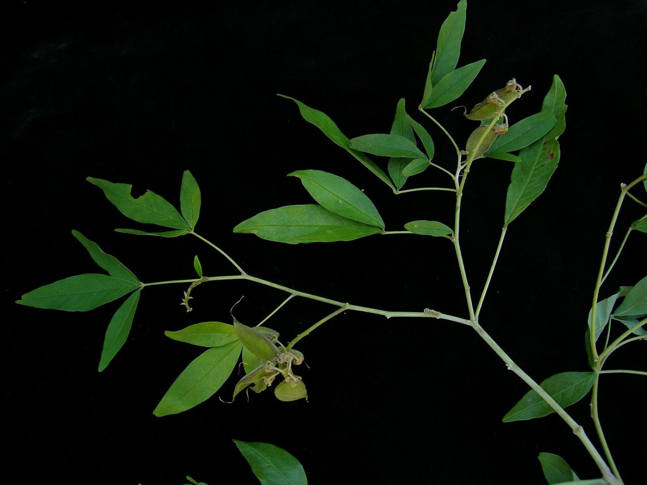 Crotalaria cytisoides habit
