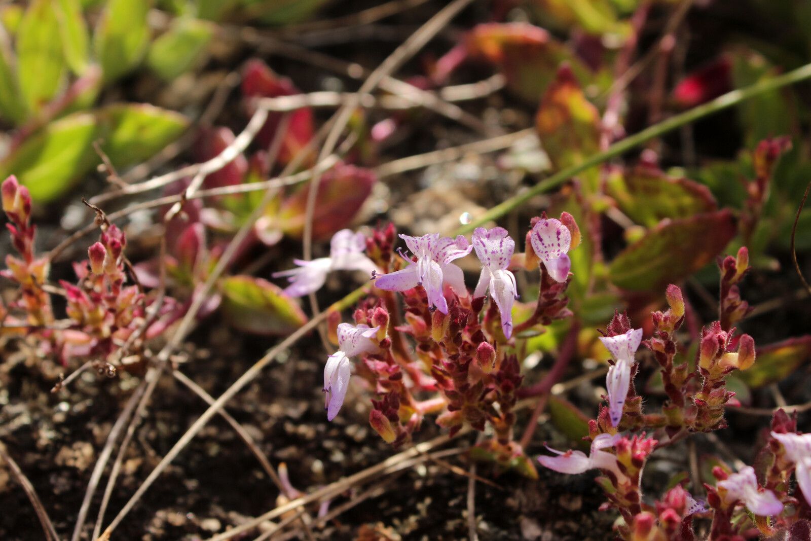 Aeollanthus fruticosus — houseplant care guide