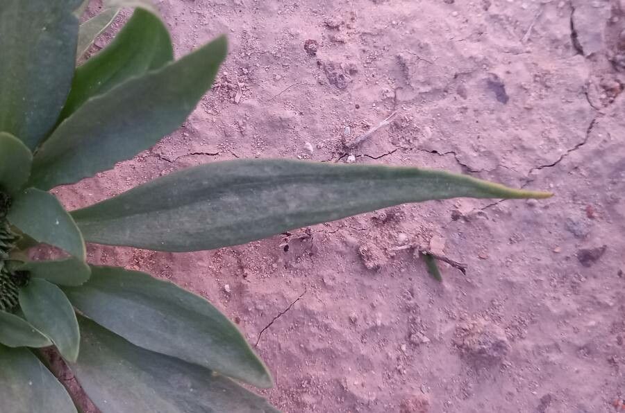 Gymnarrhena micrantha leaf