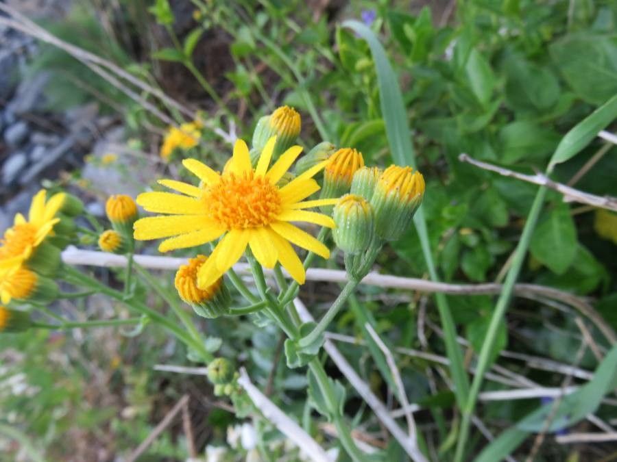 Senecio nigrescens flower