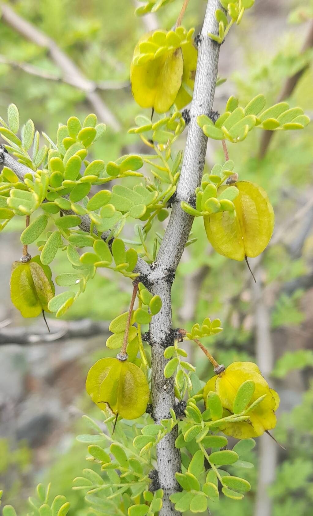 Bulnesia schichendanzii fruit