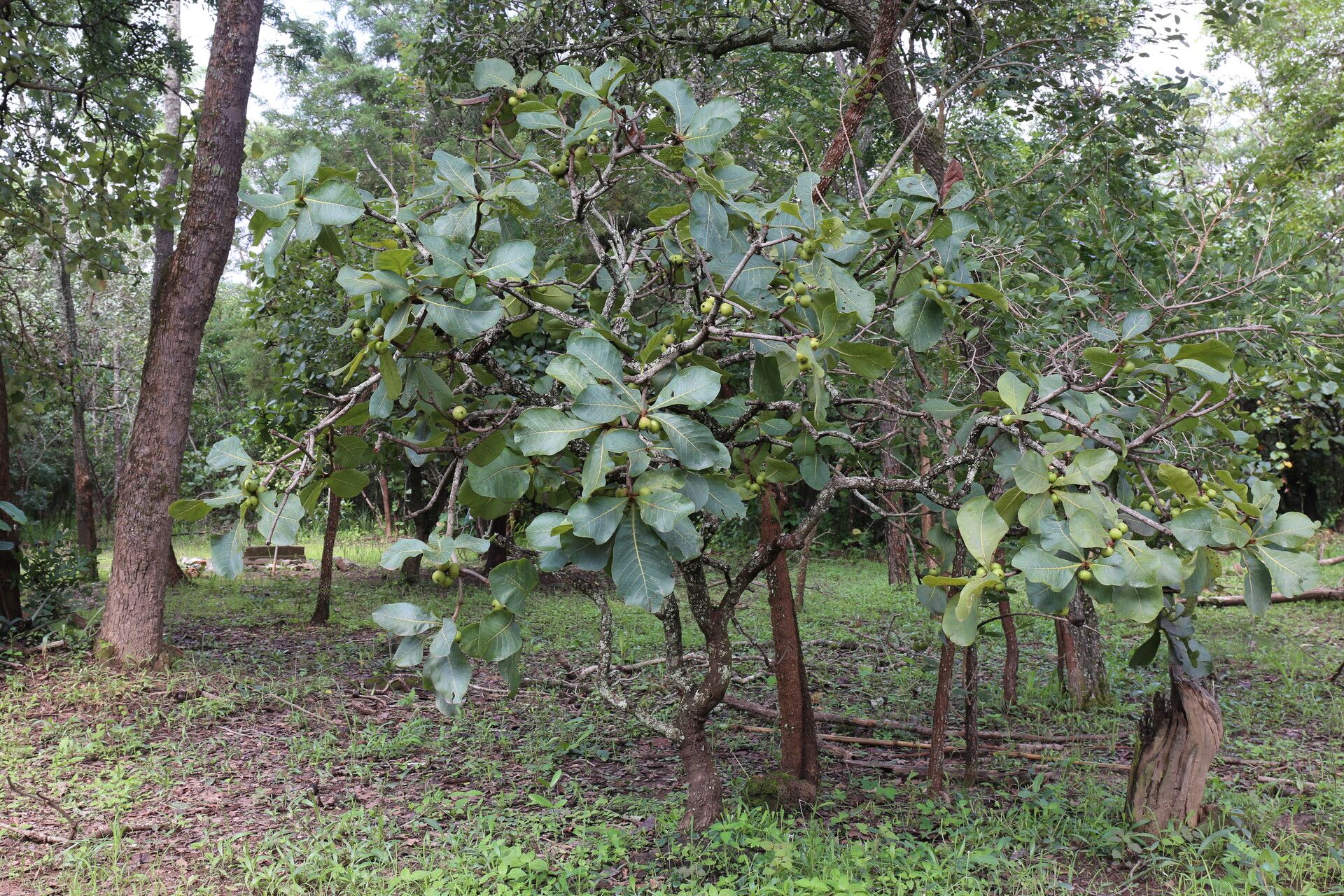 Uapaca pilosa habit