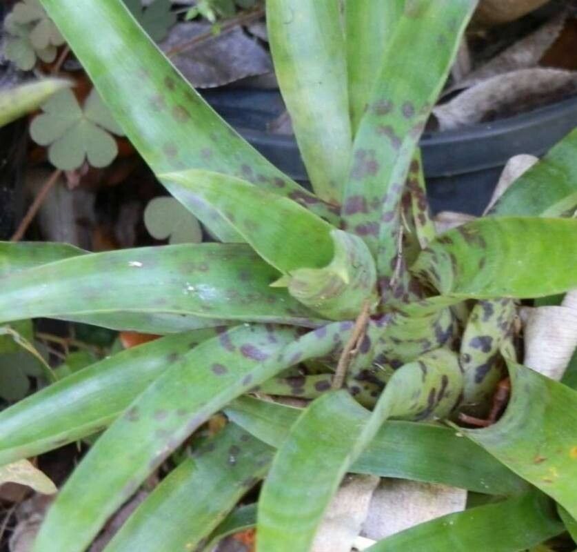 Vriesea racinae — search result for 'Vriesea'