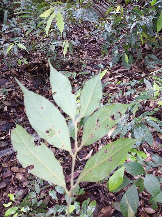 Rhodostemonodaphne morii leaf
