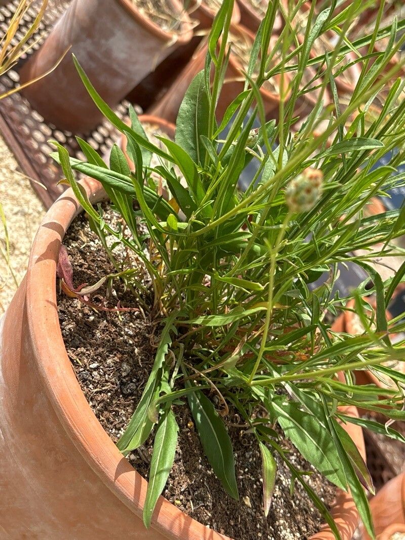 Centaurea prolongi — houseplant care guide