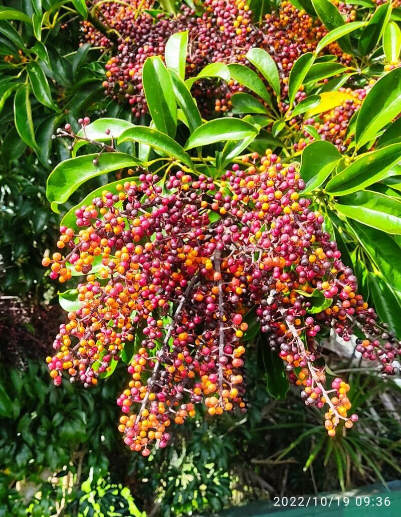 Ficus hurlimannii — houseplant care guide