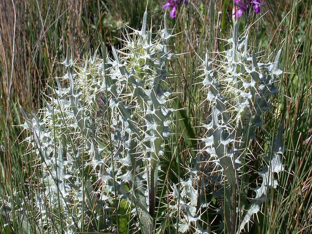 Cirsium dyris — search result for 'Cirsium'
