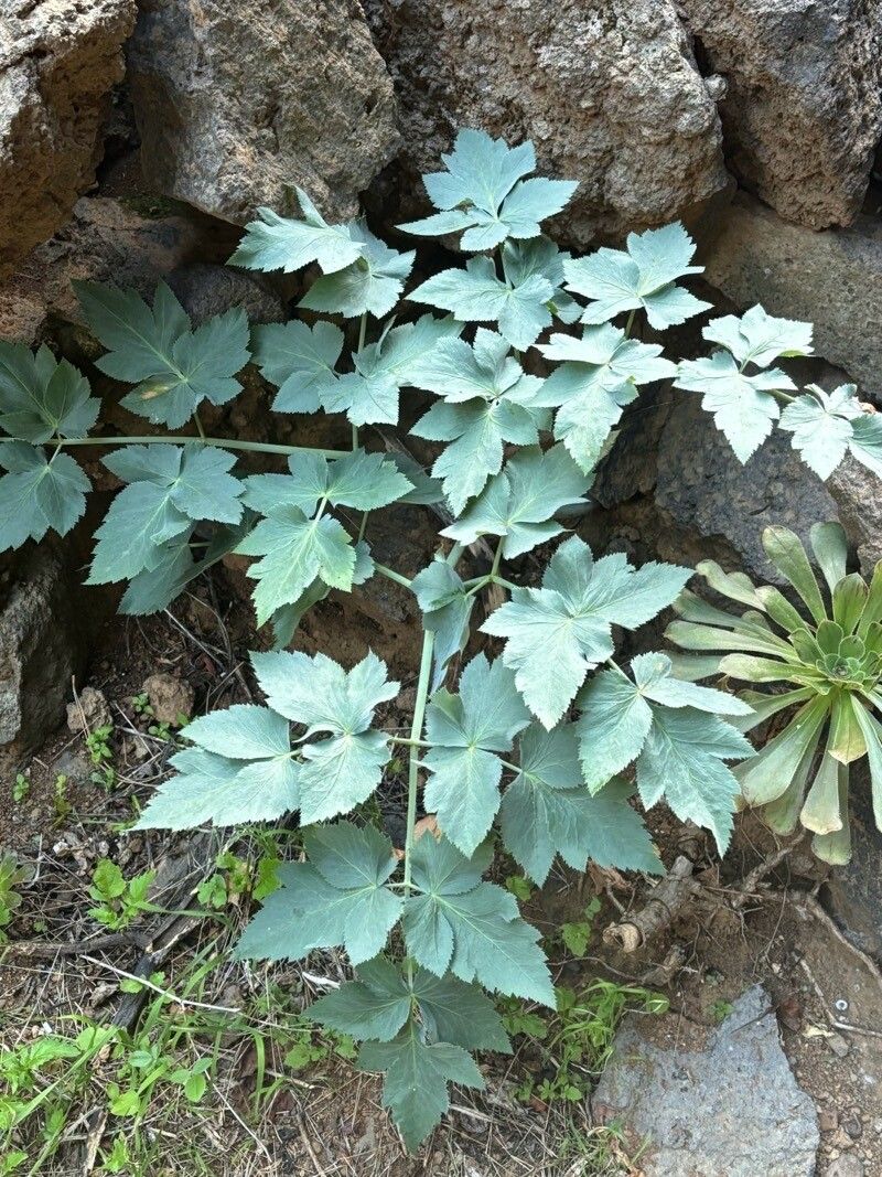 Athamanta cervariifolia — related species from the same genus