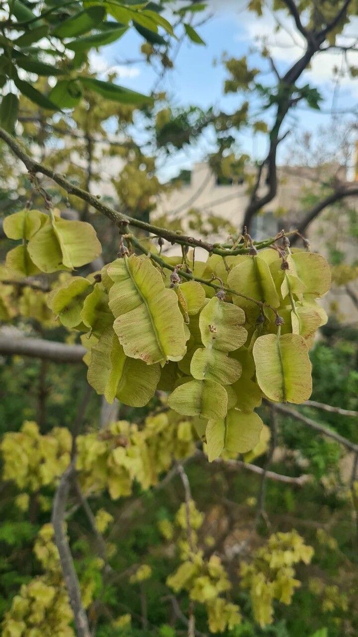 Piscidia carthagenensis flower