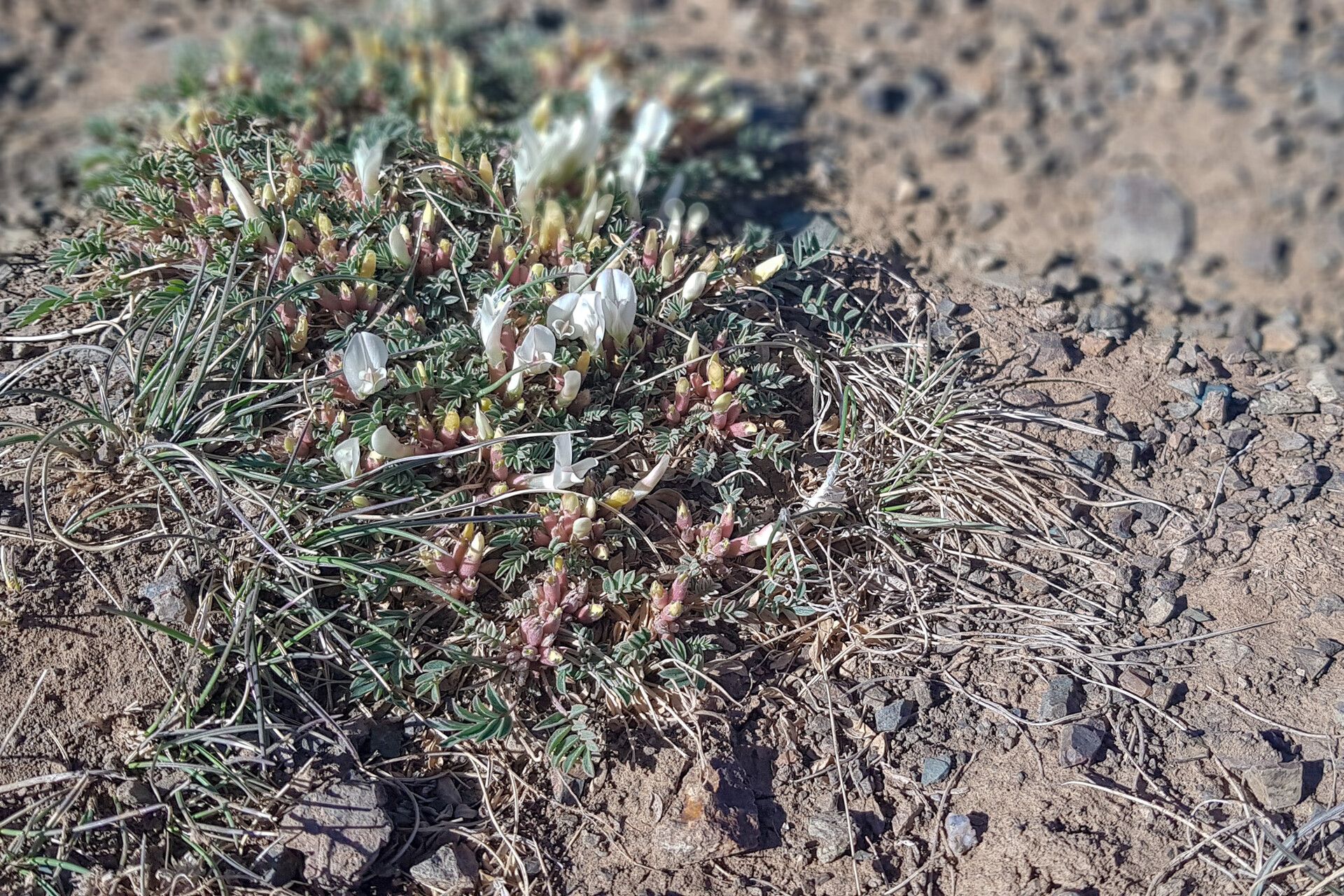 Astragalus scaberrimus — houseplant care guide