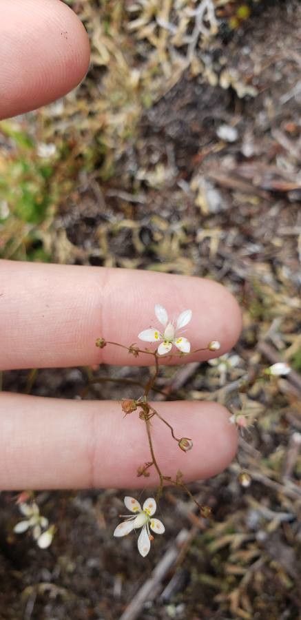 Linum congestum flower