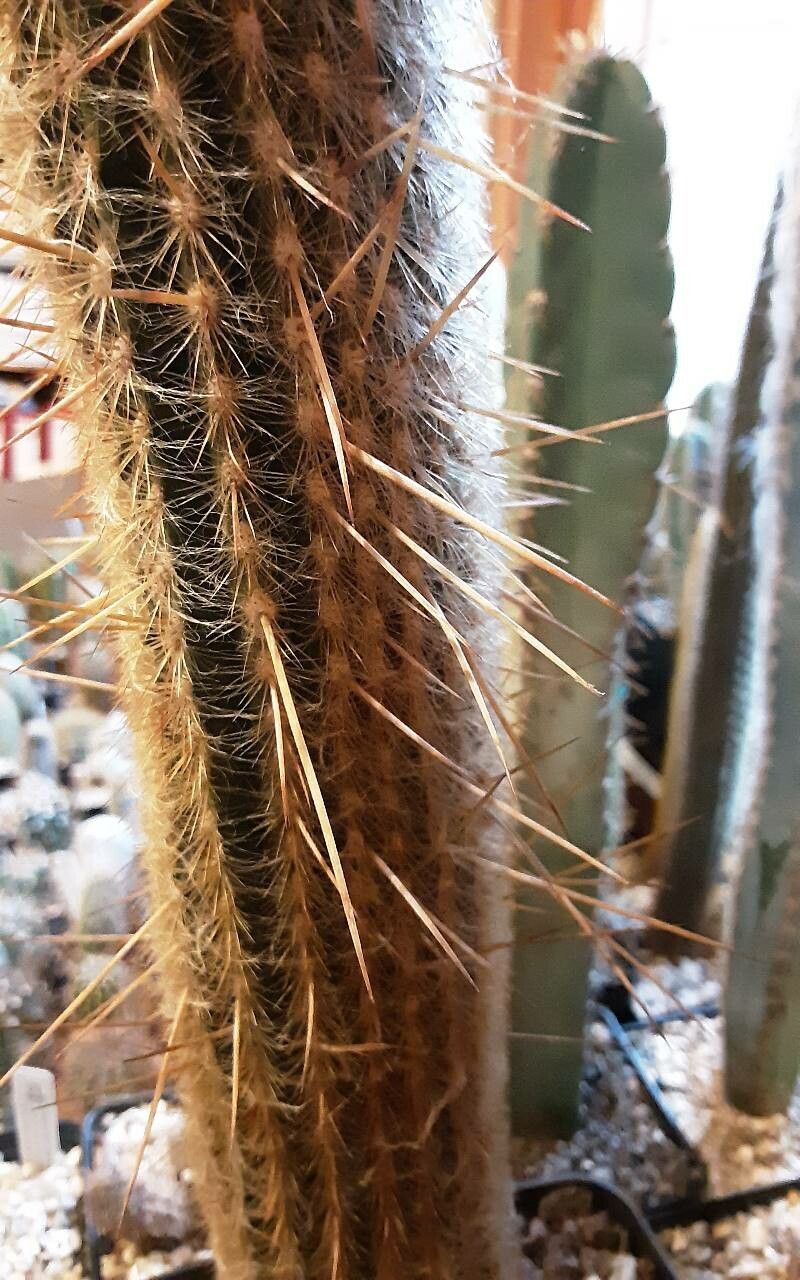 Espostoa ritteri leaf