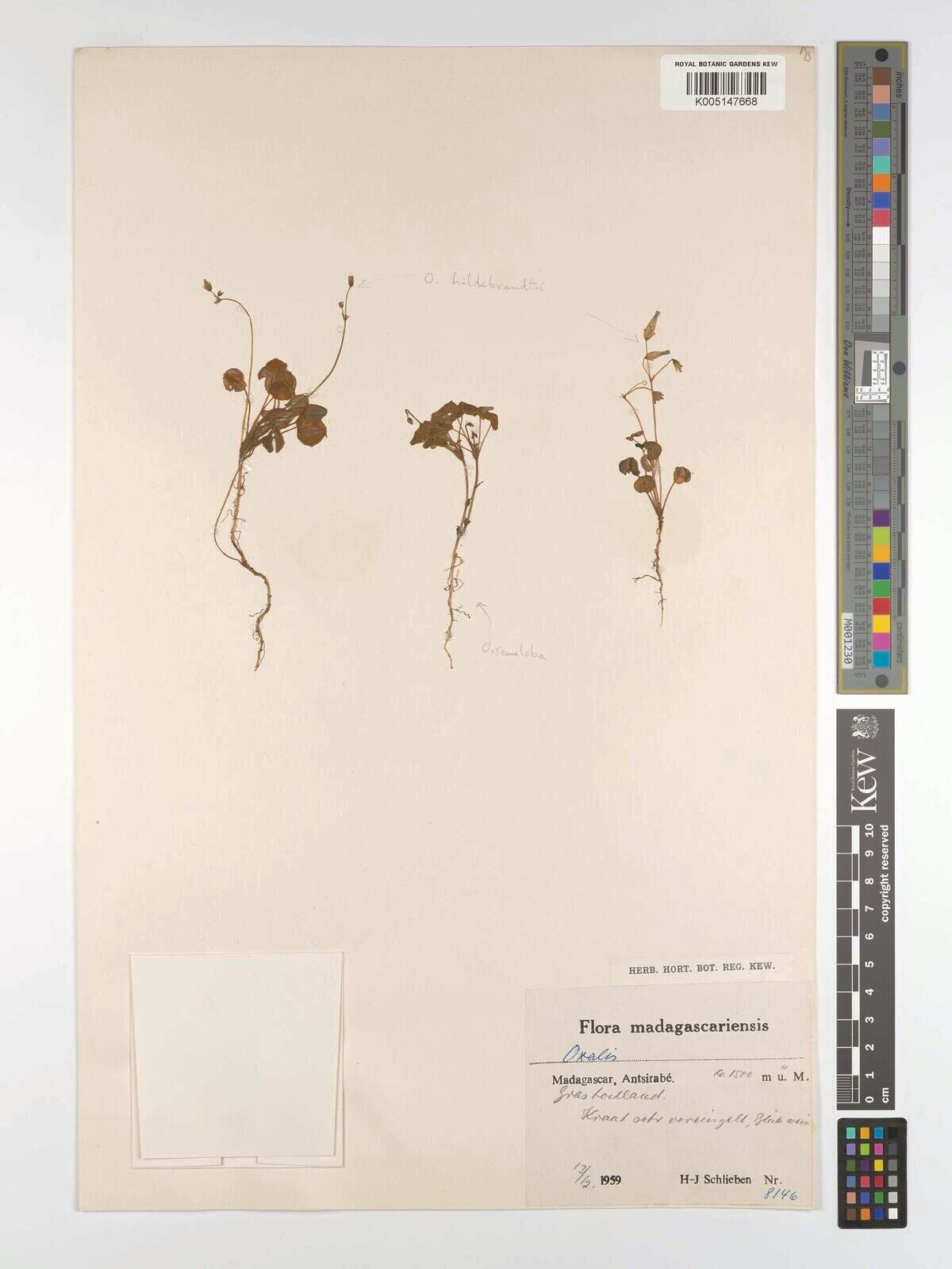 Oxalis rutenbergii — houseplant care guide