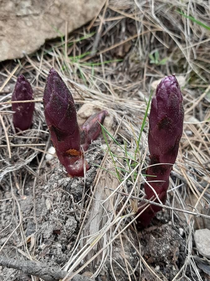 Orobanche latisquama fruit
