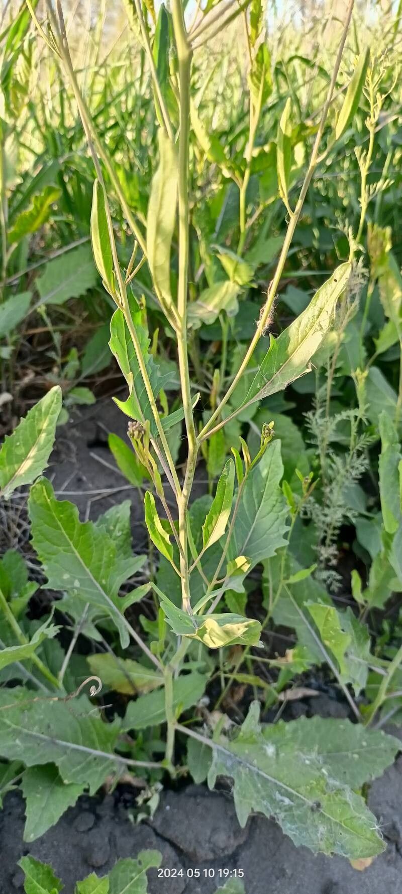 Sisymbrium volgense leaf