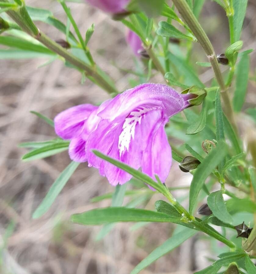 Justicia axillaris flower