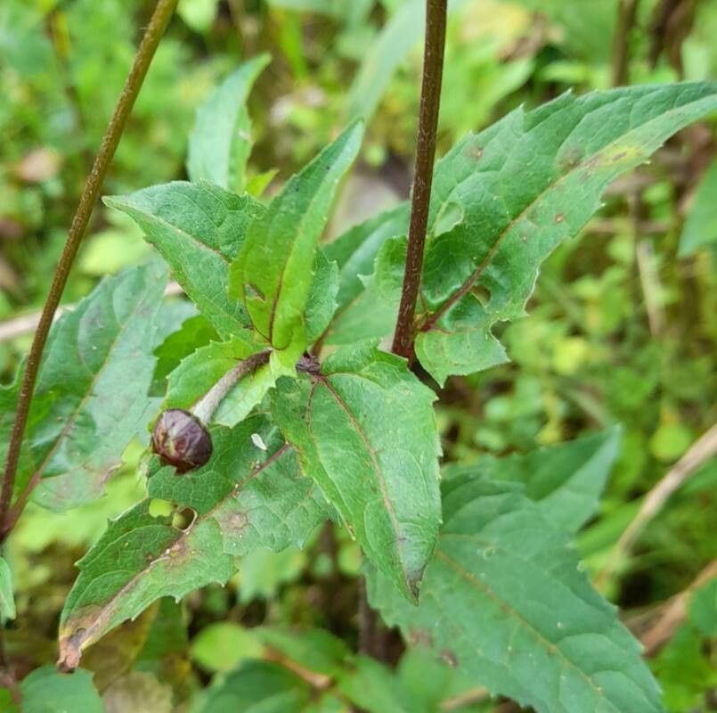 Heliopsis buphthalmoides